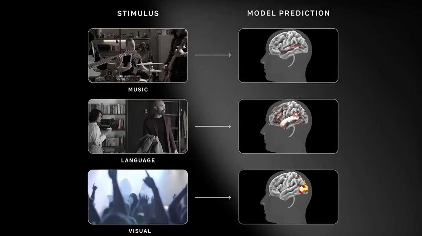 Meta’s Brain Model Outperforms Real fMRI Scans