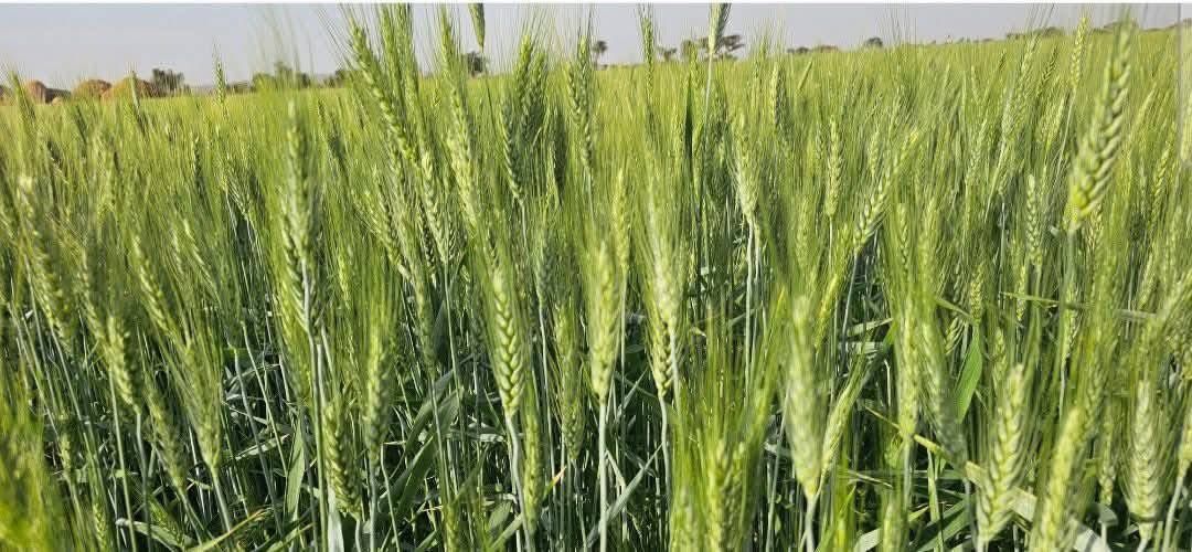 Saudi Star Rice Project in Gambella Slows, Authorities Call for Action